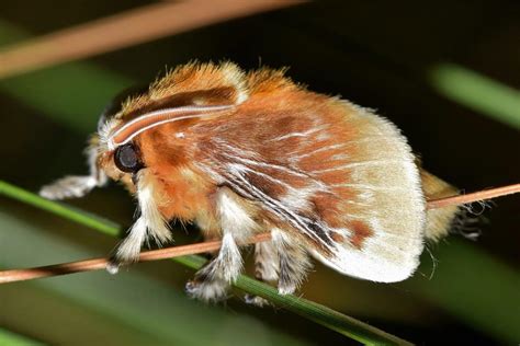 polilla peluche|oruga de peluche toxicidad.